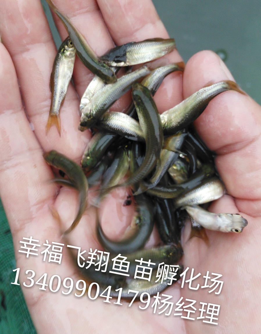 供应优质草鱼苗