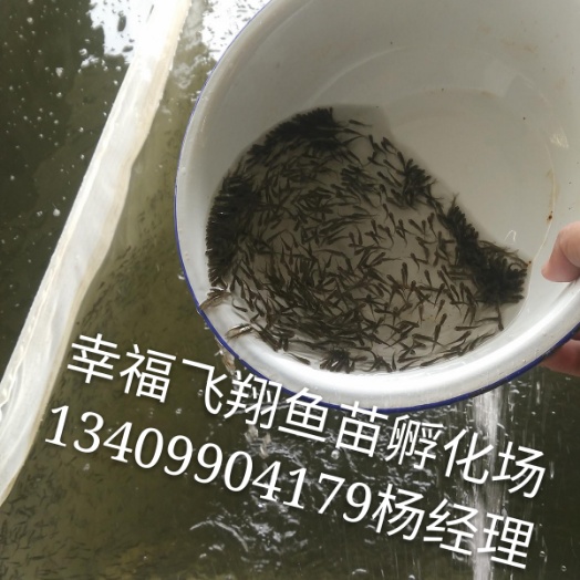 供应乌鲁木齐花白鲢苗