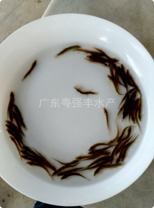 供应泥鳅鱼苗
