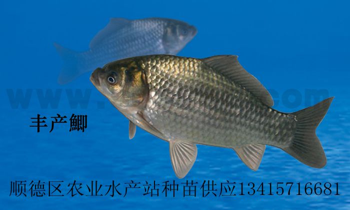 供应丰产鲫苗