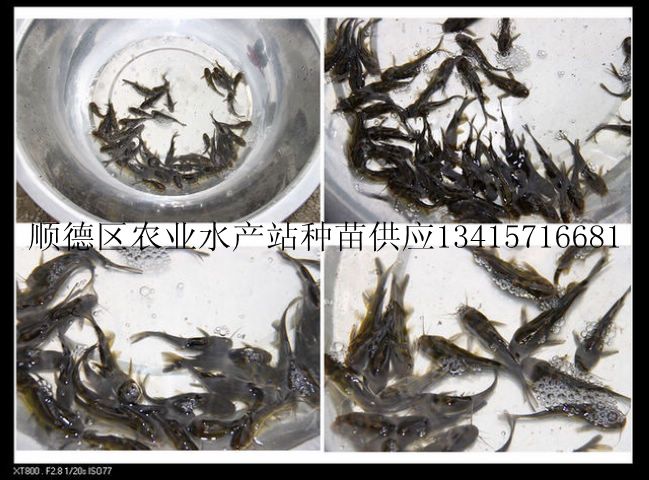 供应水产种苗－全雄黄刺鱼苗