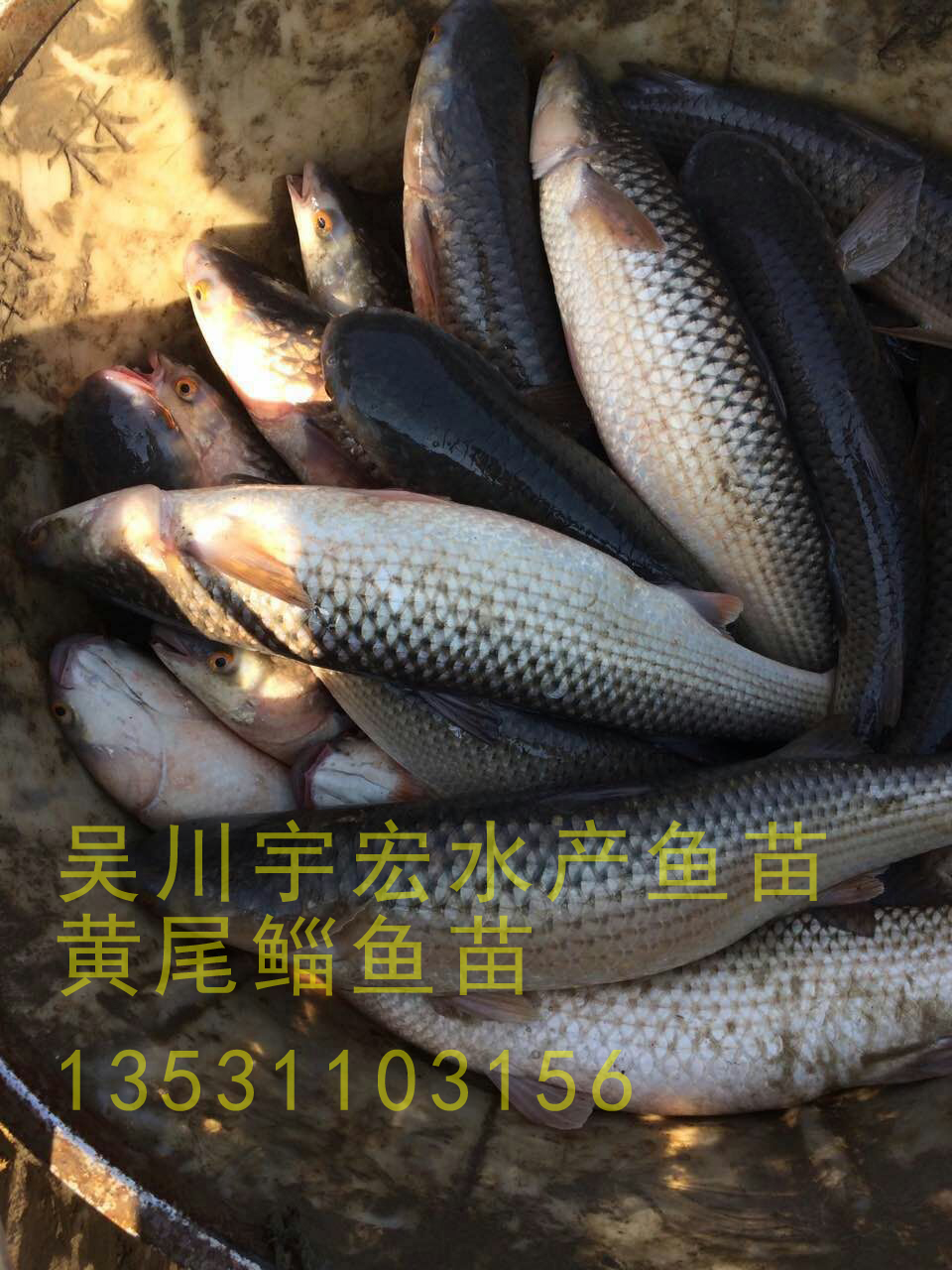 供应棱鱼苗，标粗鱼苗