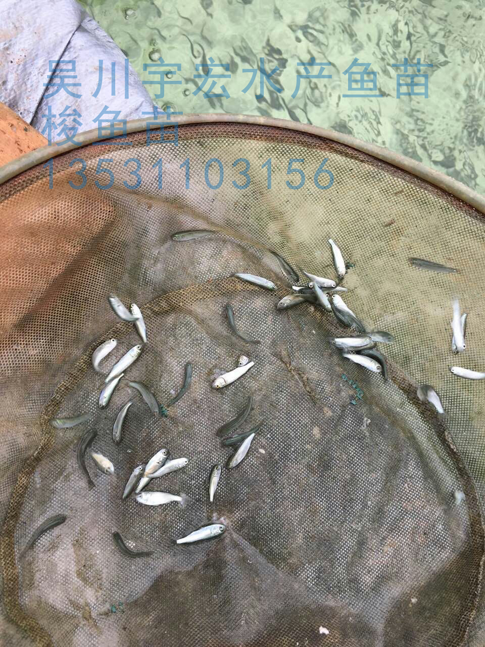 供应红眼鲻鱼苗