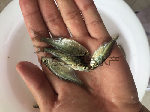 供应武昌鳊鱼苗