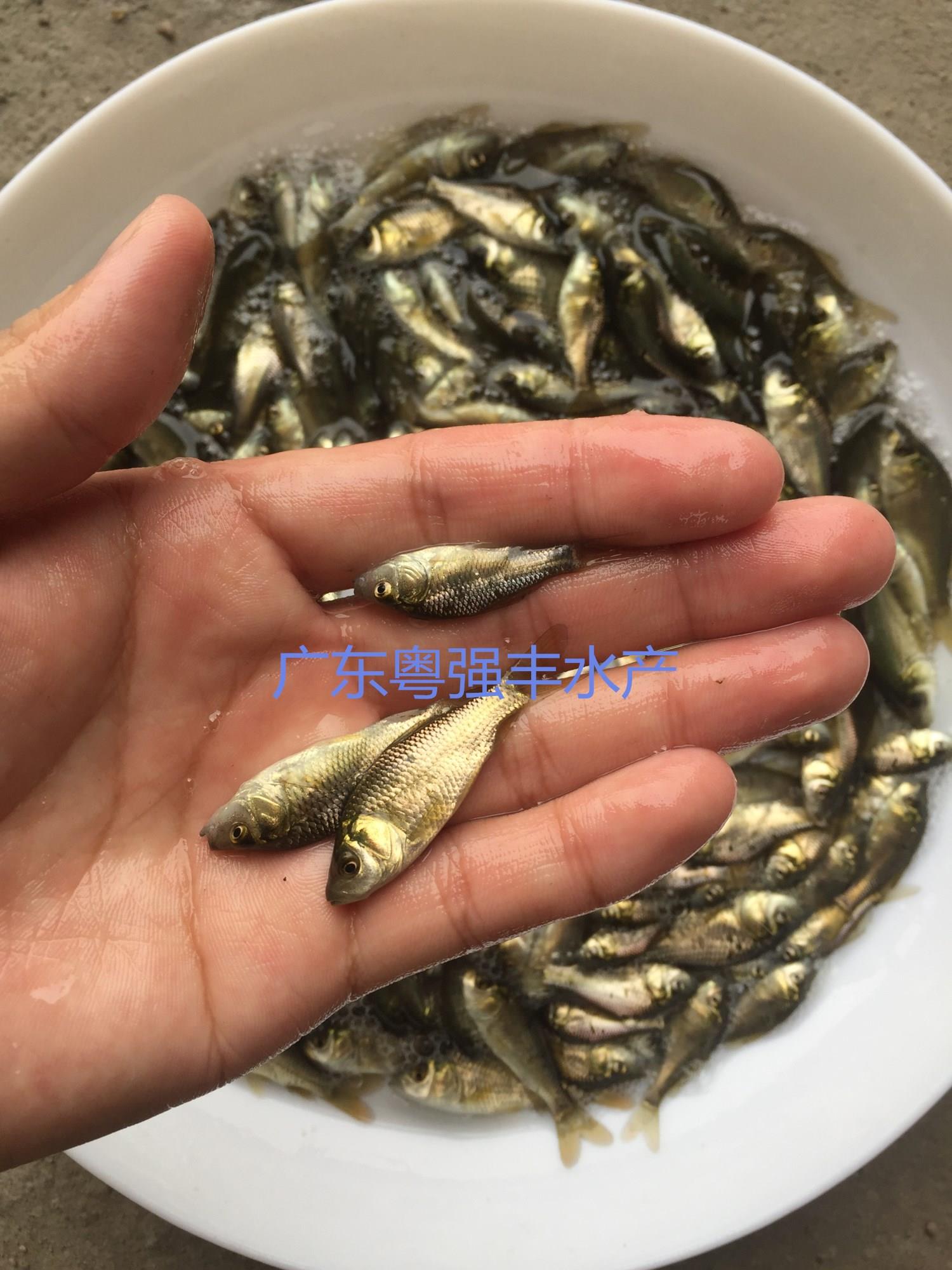供应鲫鱼苗