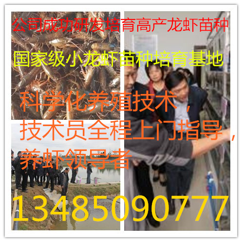供应小龙虾种苗