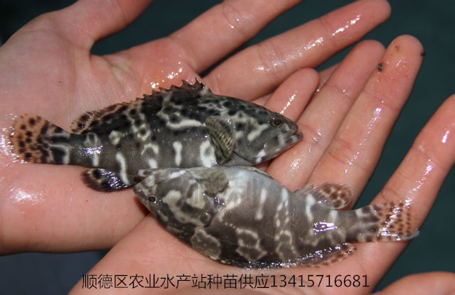 供应淡水石斑鱼苗