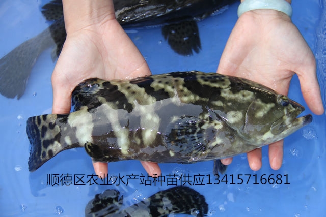 供应珊瑚斑鱼苗