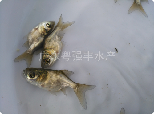 供应大头鱼苗