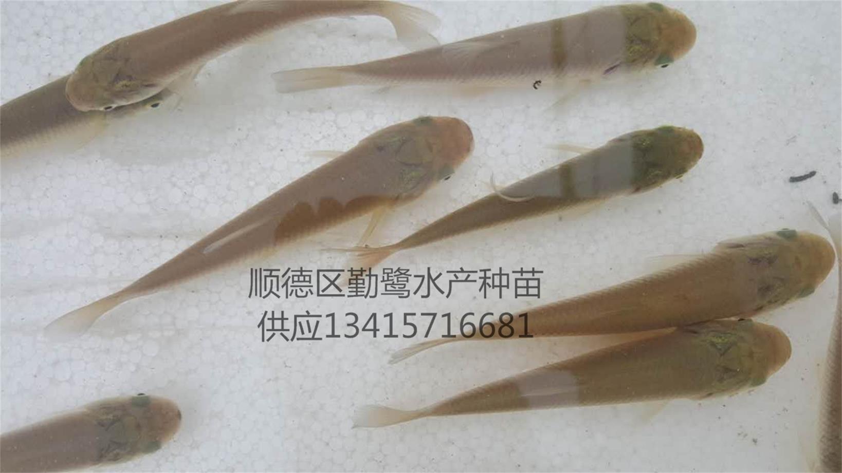 供应翡翠鲩