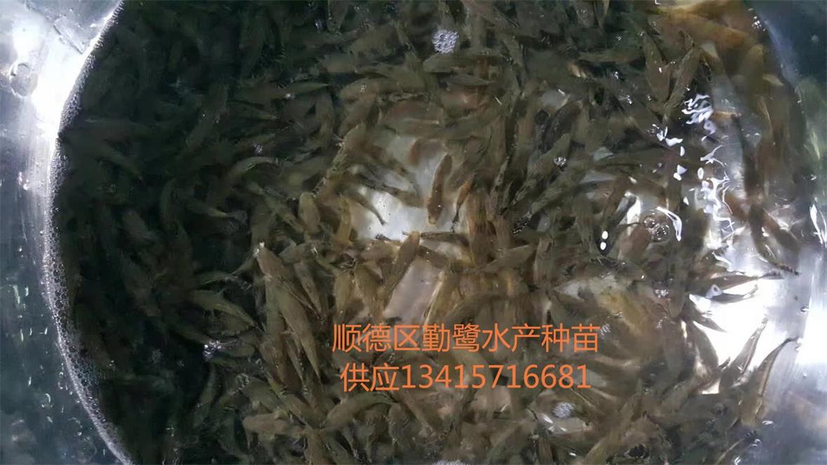 供应笋壳鱼苗