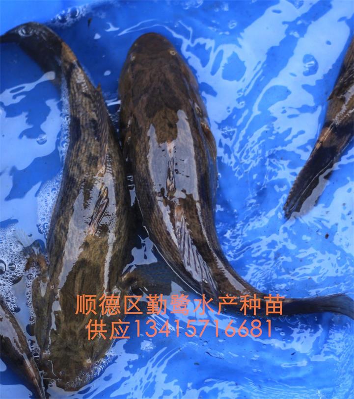 供应笋壳鱼苗