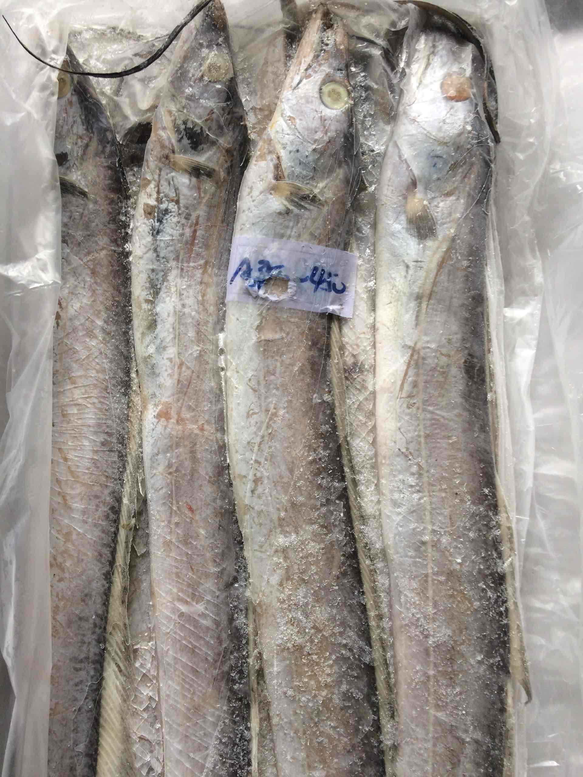供应印度进口冷冻带鱼