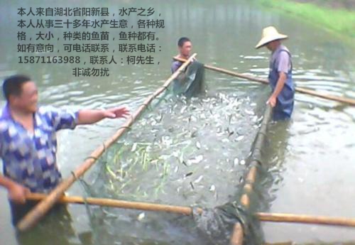 供应草鱼苗