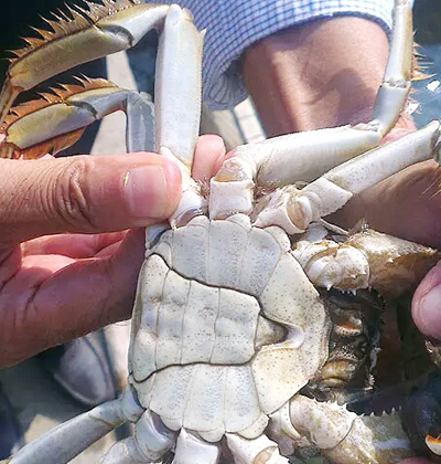供应蟹囧长荡湖大闸蟹