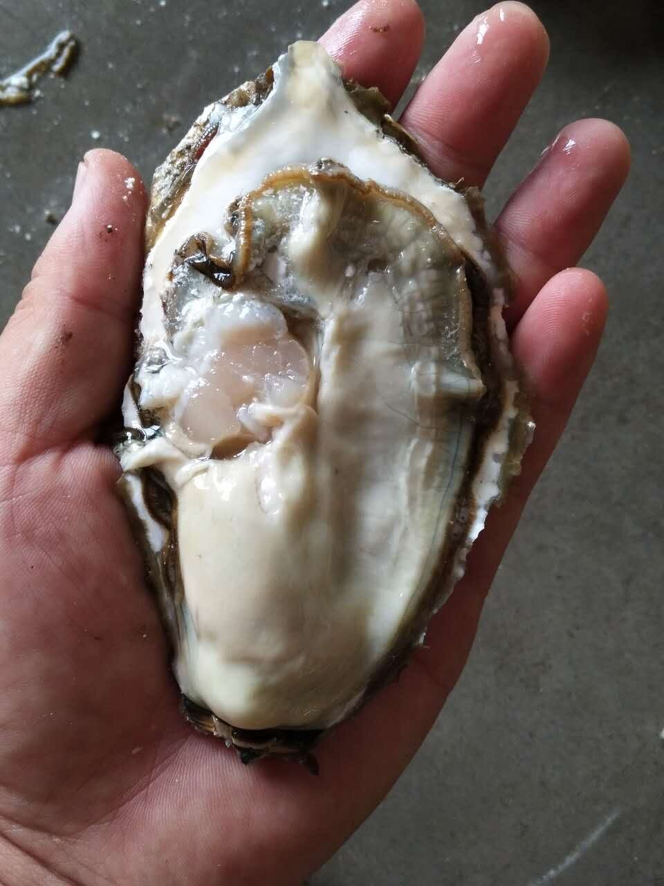 供应生蚝