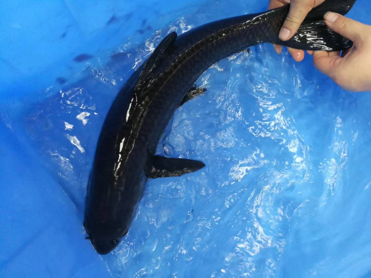 供应黑鱼鱼苗