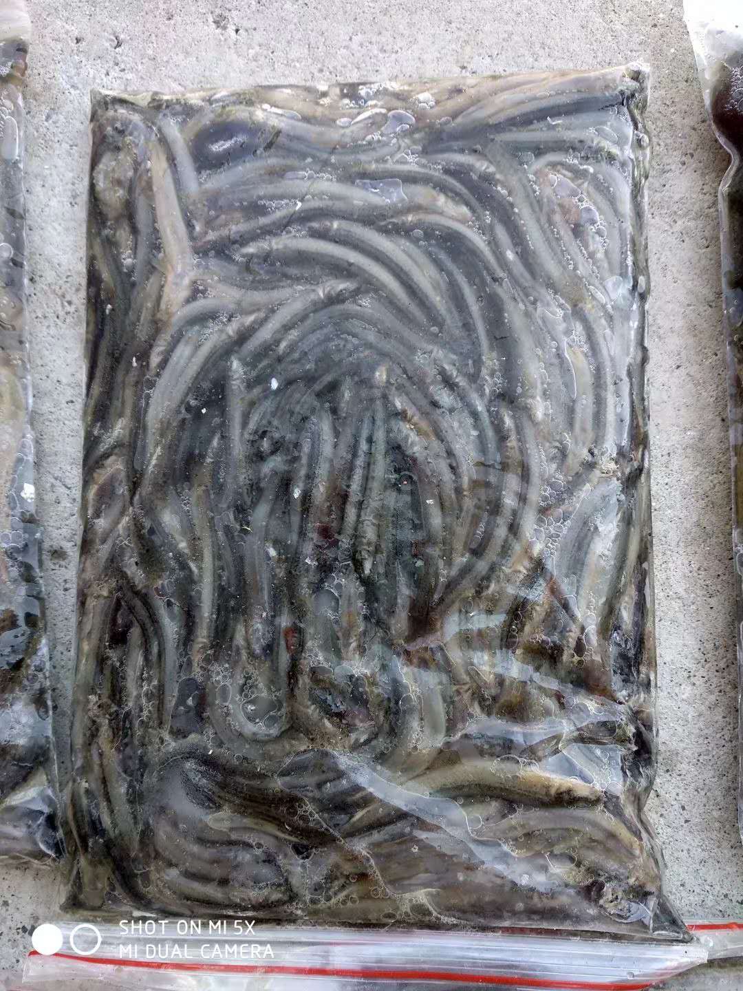 供应泥鳅