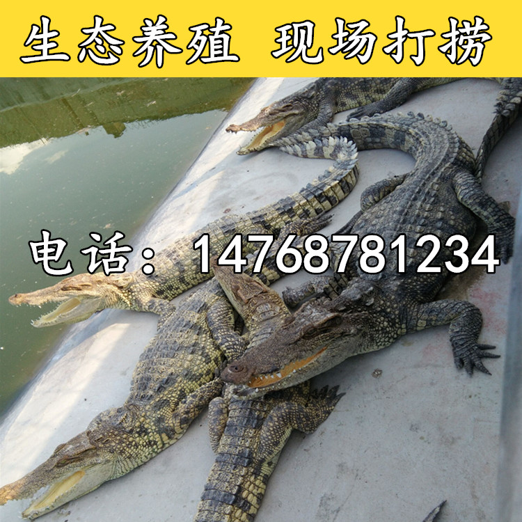 供应鳄鱼尾肉