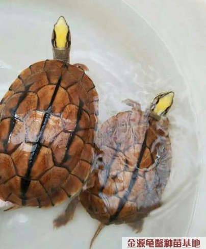 供应仿野生金钱龟