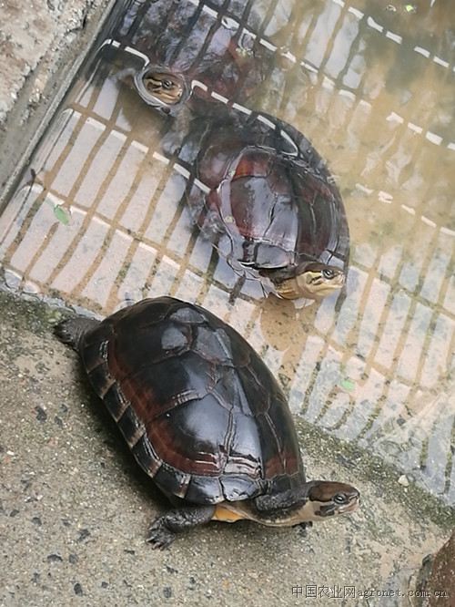 供应仿野生南种石金钱龟