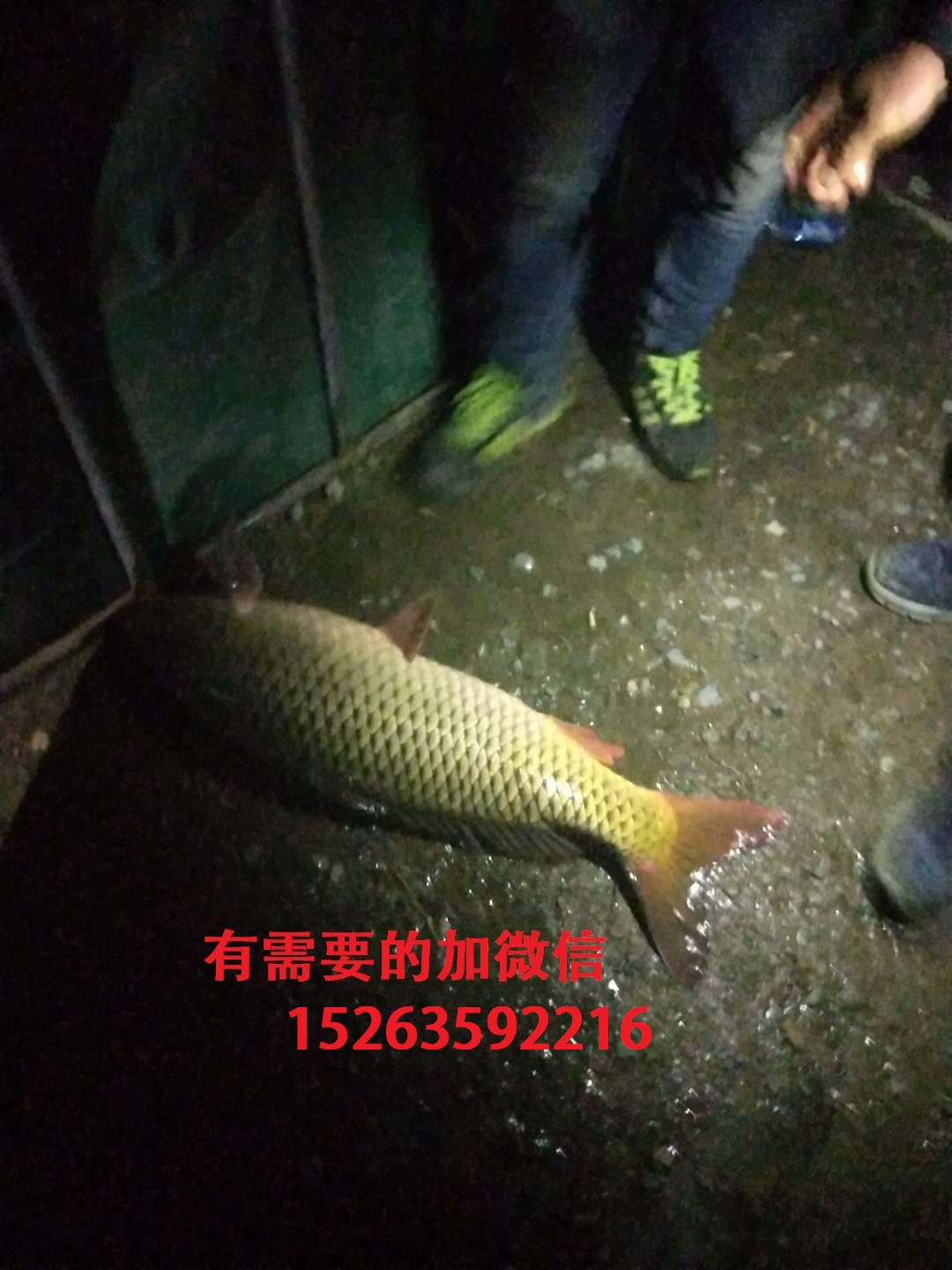 供应东平湖纯野生大鲤鱼