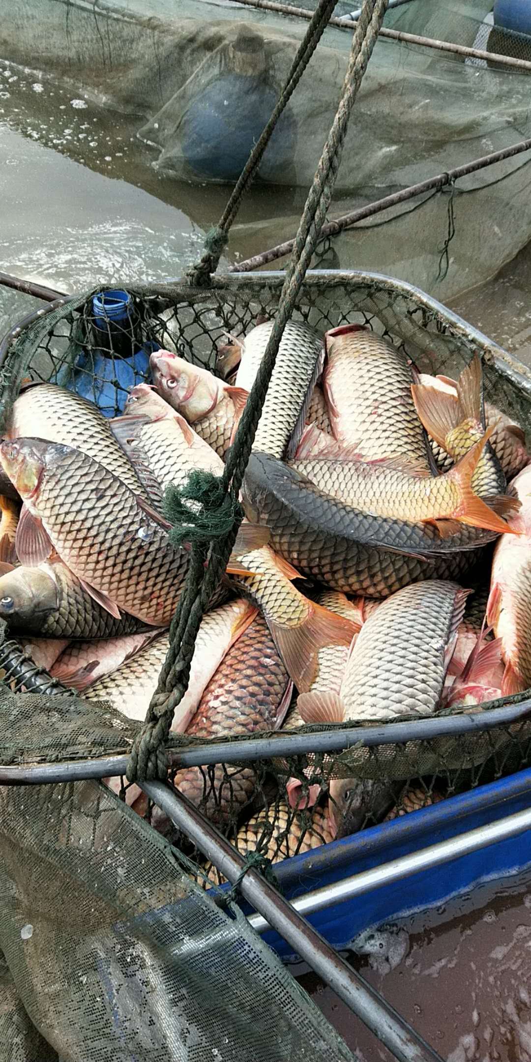 供应东平湖鲤鱼