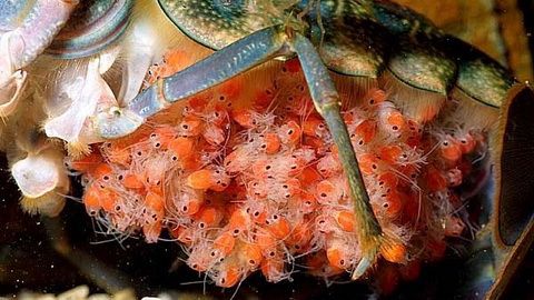 供应澳洲淡水龙虾