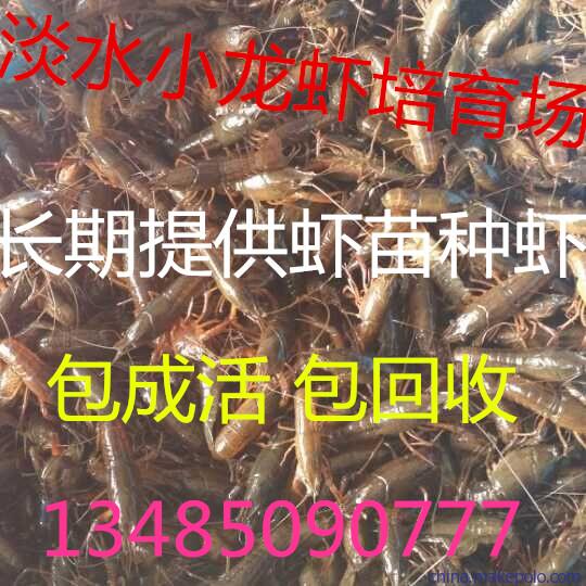 供应小龙虾种苗