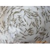 供应野生加州鲈鱼苗、黑鲷鱼苗