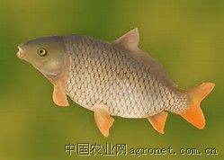 供应各种规格大小的淡水鱼苗