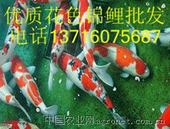 供应三色锦鲤