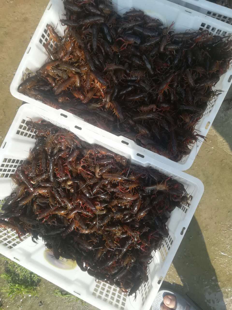 供应微山湖虾苗