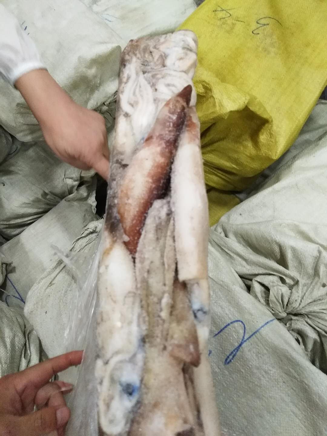 供应朝鲜鱿鱼