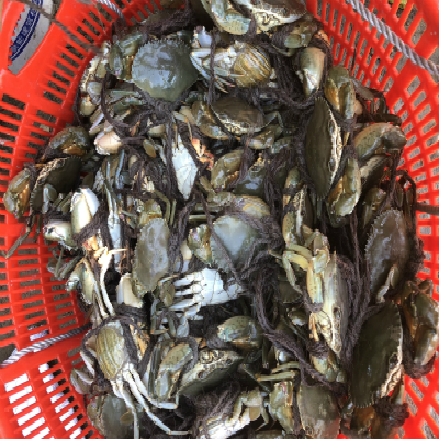供应海南青蟹、泥虫
