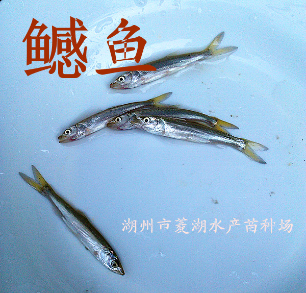 供应5-8cm鳡鱼苗