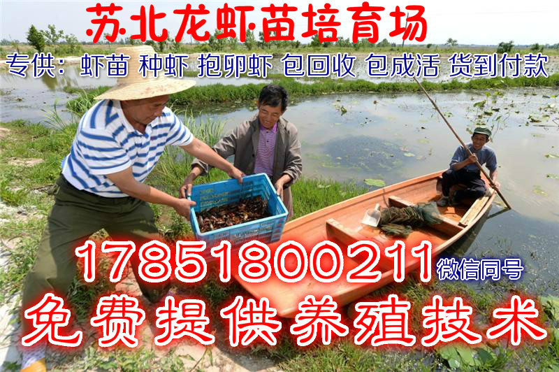 供应小龙虾种苗，青虾苗，抱卵虾