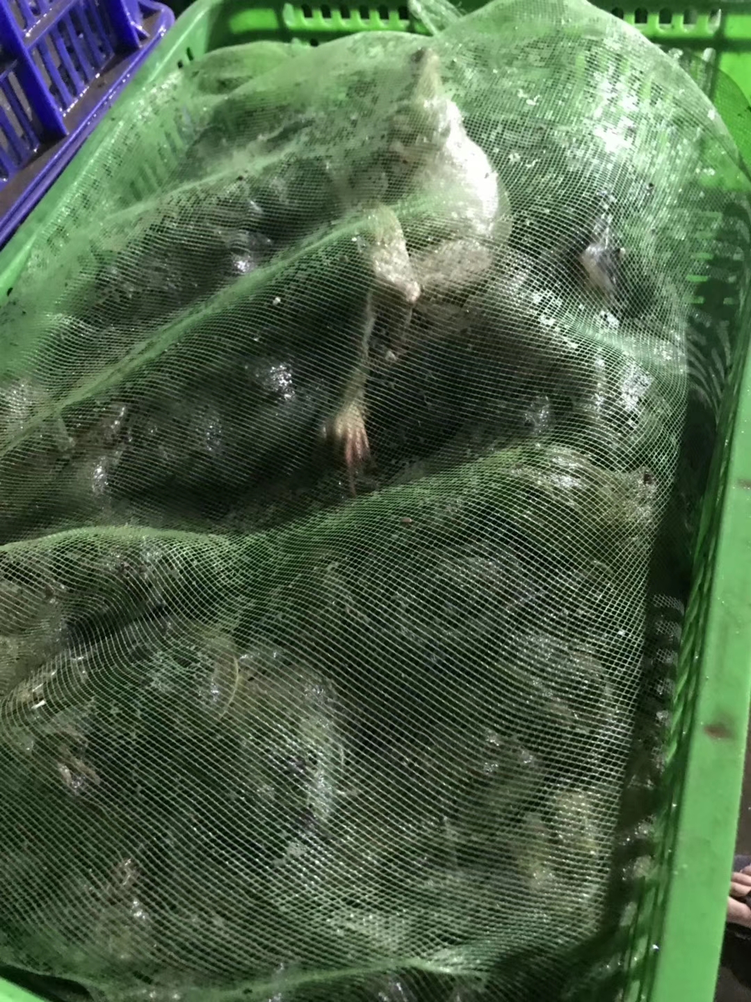 供应鲜活牛蛙