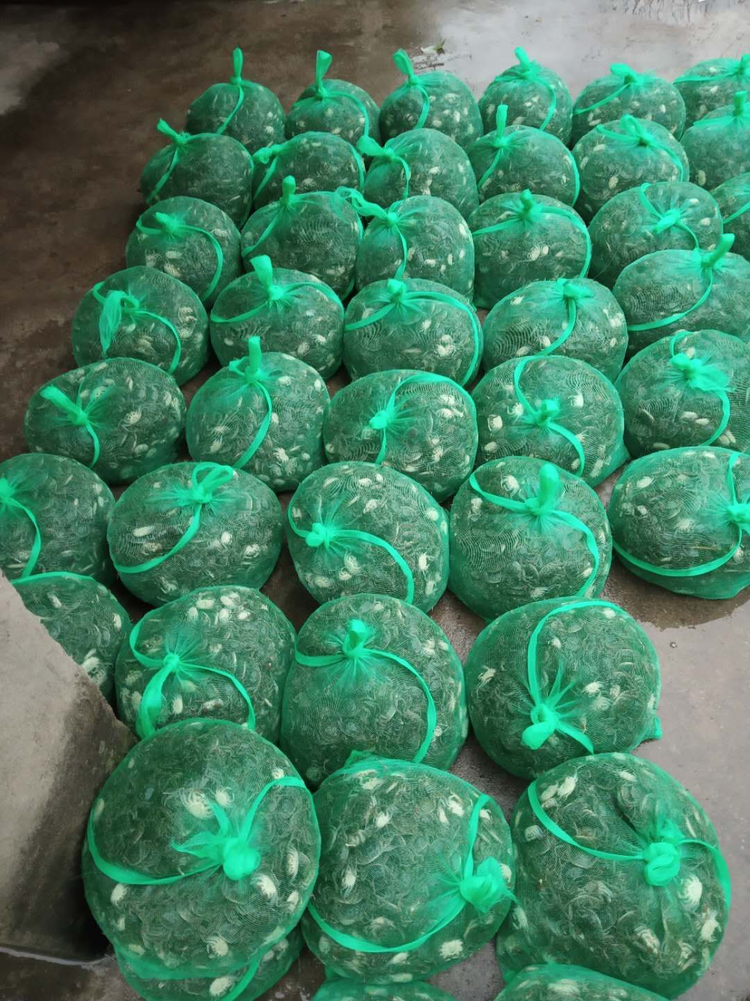 供应优质大种蟹苗