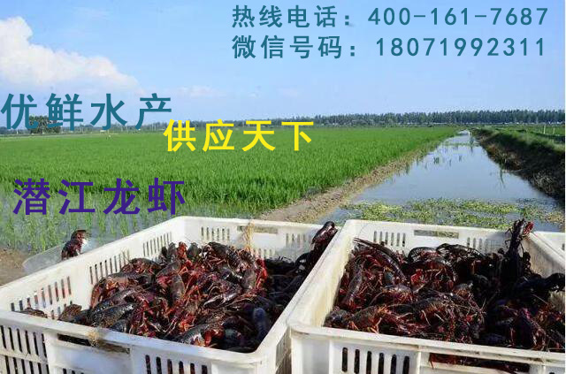 供应小龙虾
