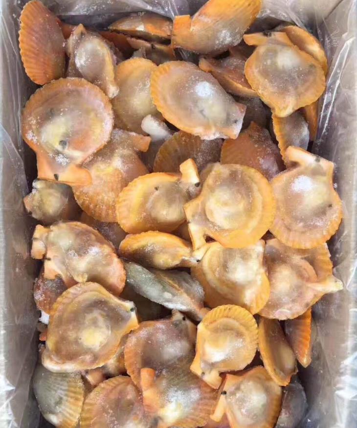供应黄金贝蓝口贝
