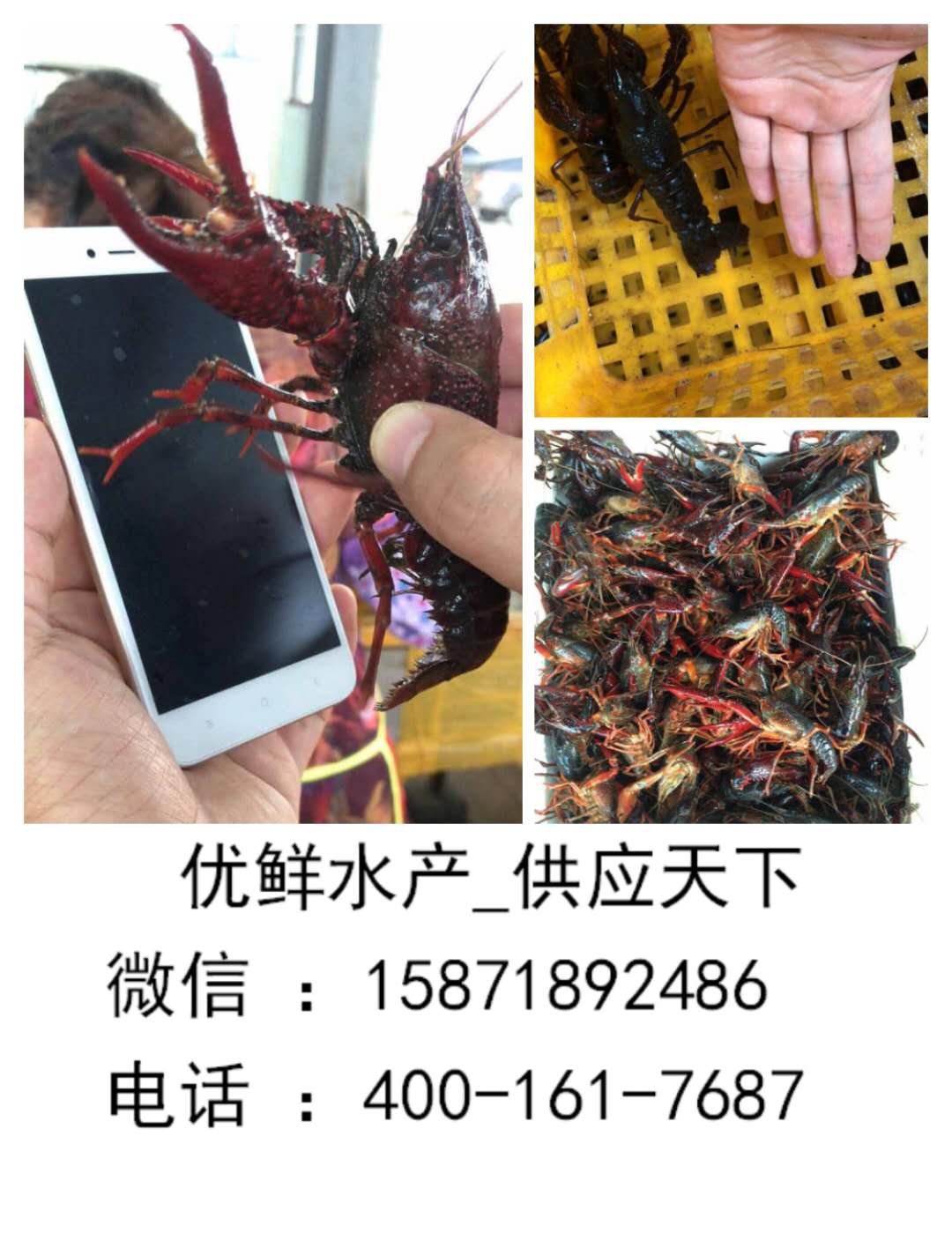 供应小龙虾