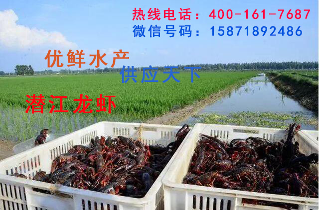 供应优鲜水产小龙虾