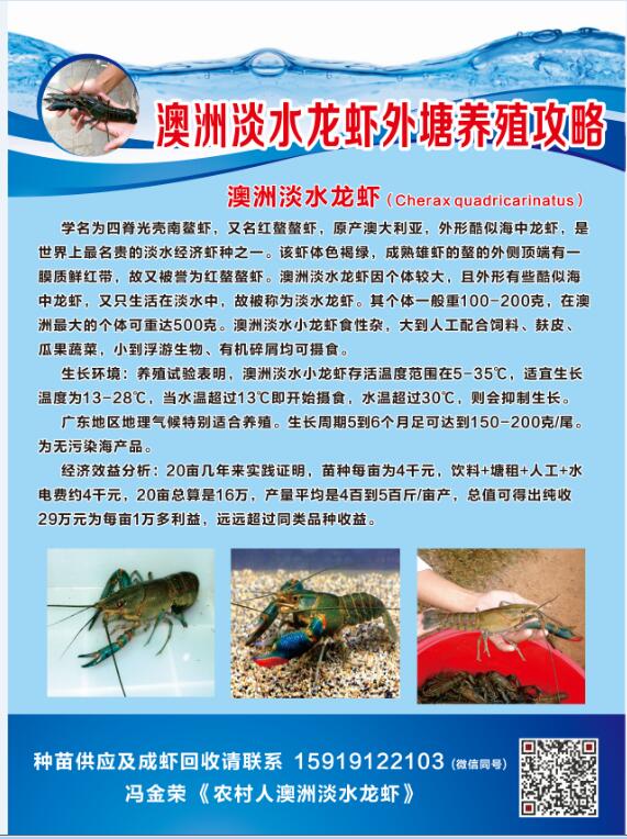 供应澳洲淡水龙虾