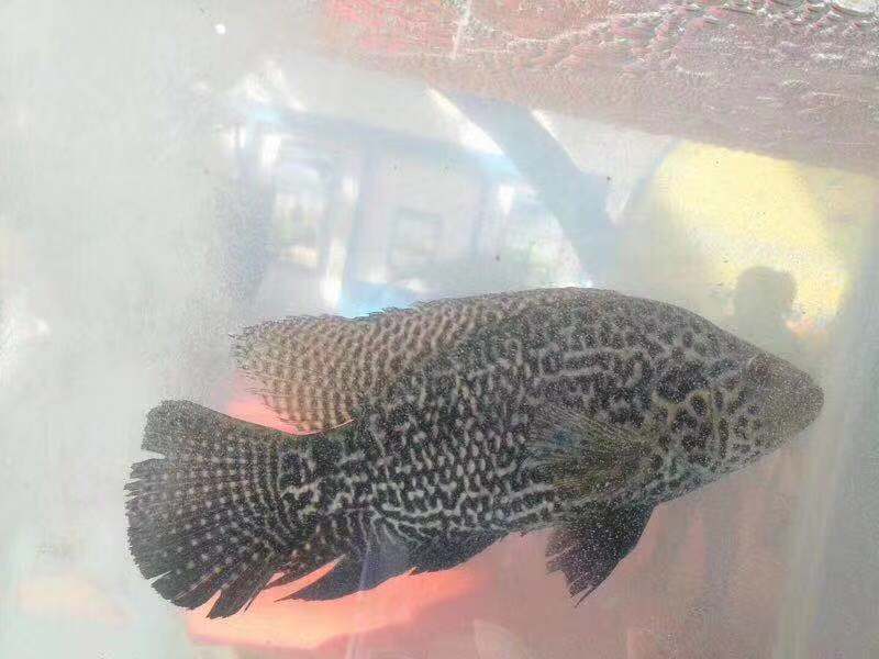 供应循环水养殖的淡水石斑鱼