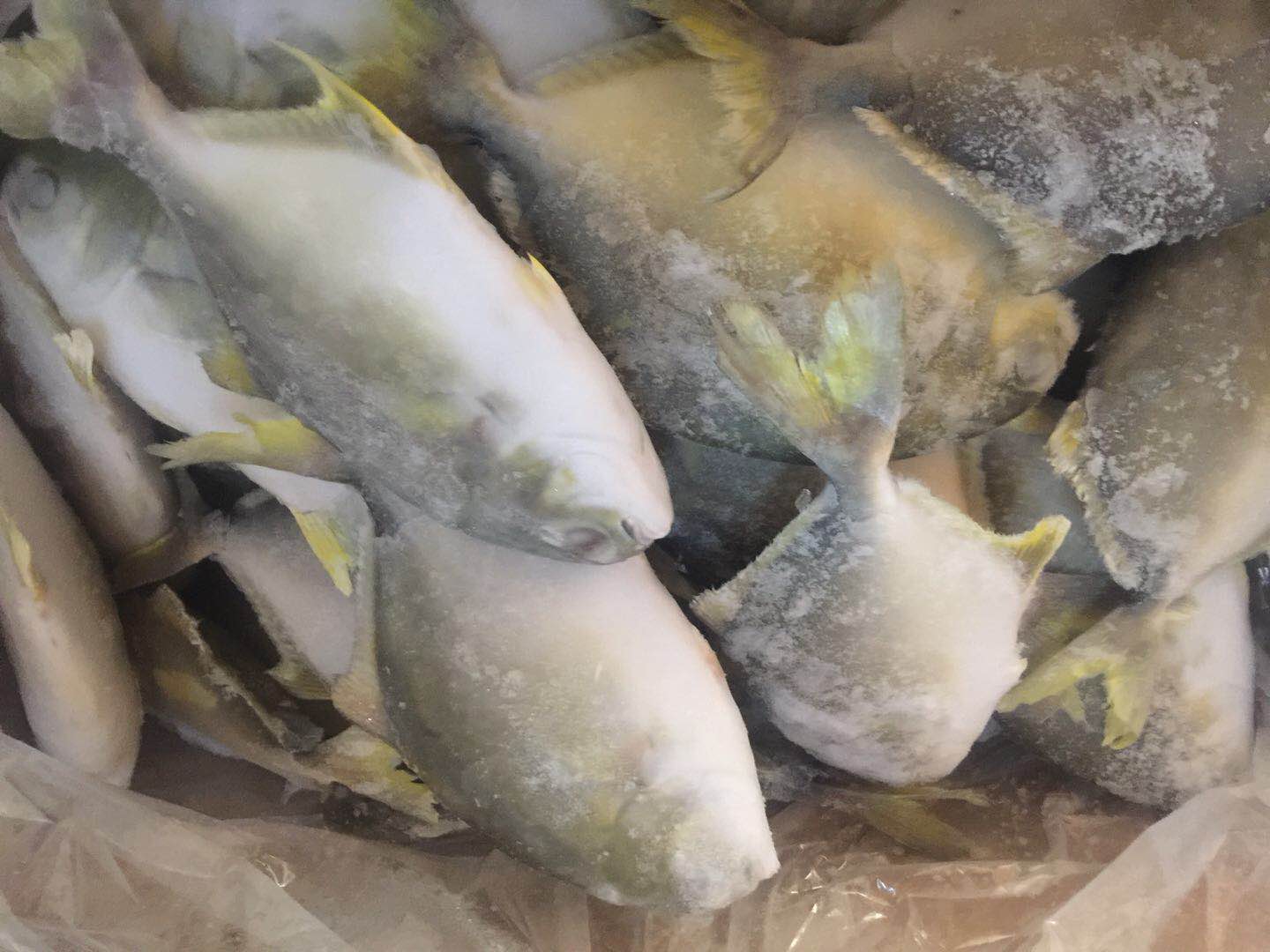 供应金鲳鱼