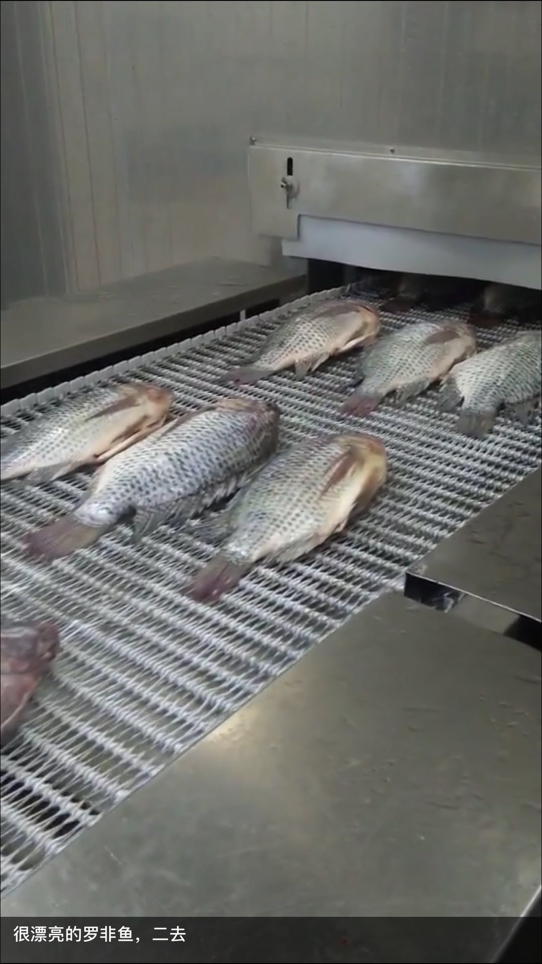 供应罗非鱼