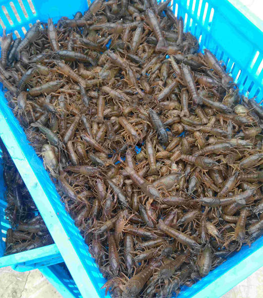 供应江苏小龙虾种苗 抱卵种虾