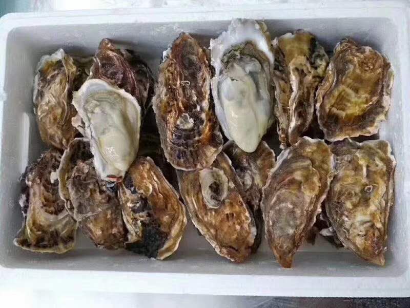 供应鲜活乳山牡蛎生蚝