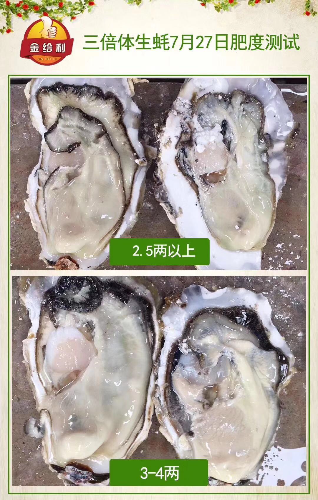 供应乳山鲜活三倍体生蚝